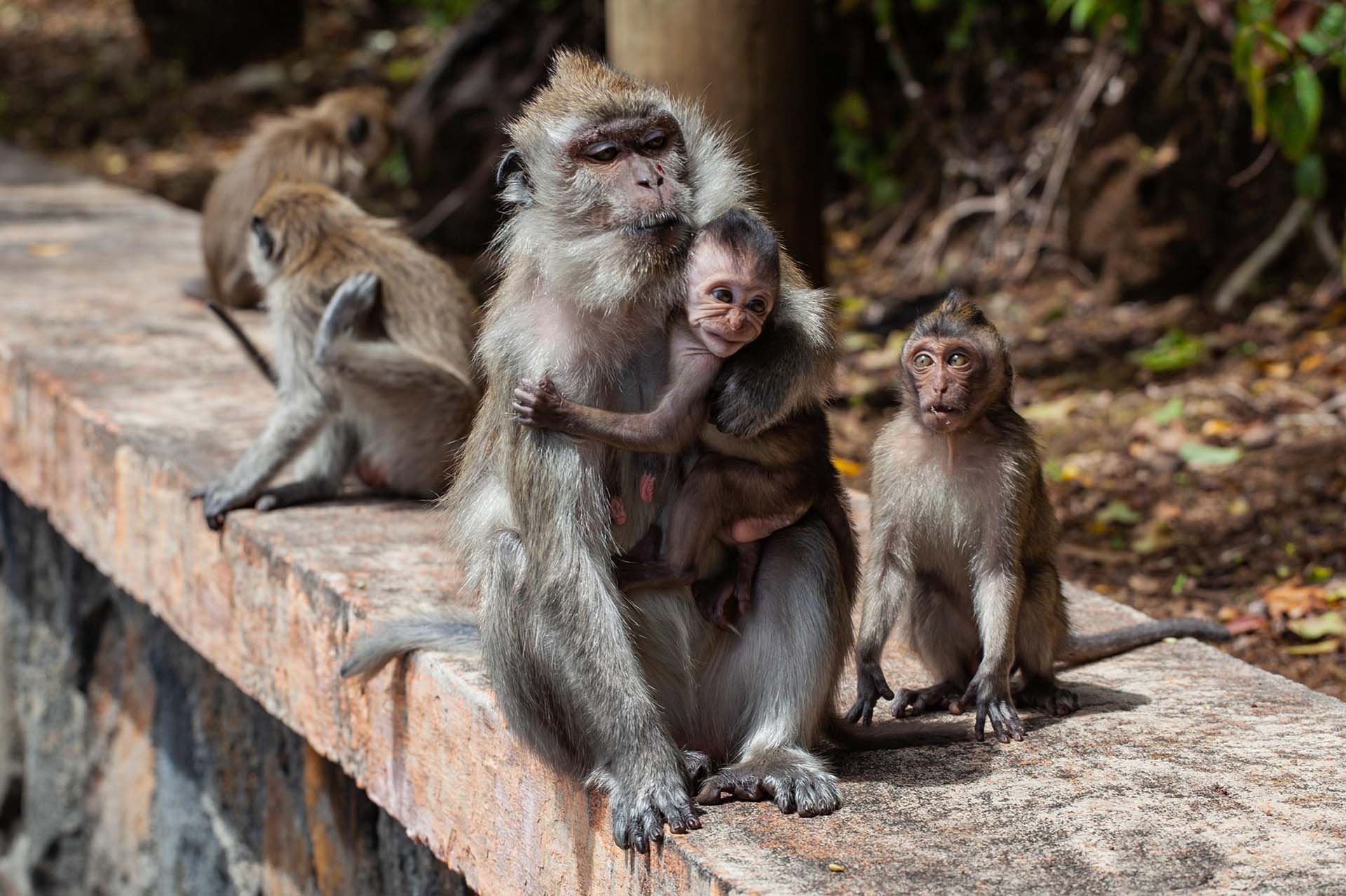 Ausflugsziel Kärnten, Affenfamilie vom Affenberg (Burgruine Landskron) mit Baby Affe sitzt auf einer Mauer.