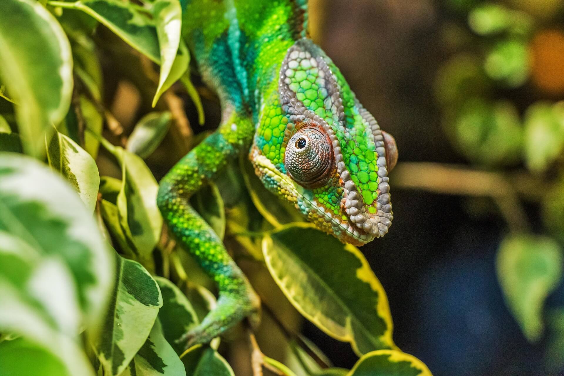 Grünes Chameleon mit großem Auge sitzt auf Ast und starrt ins Leere.